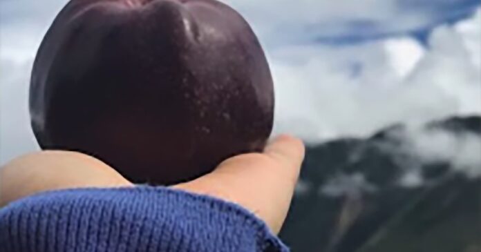 2350683