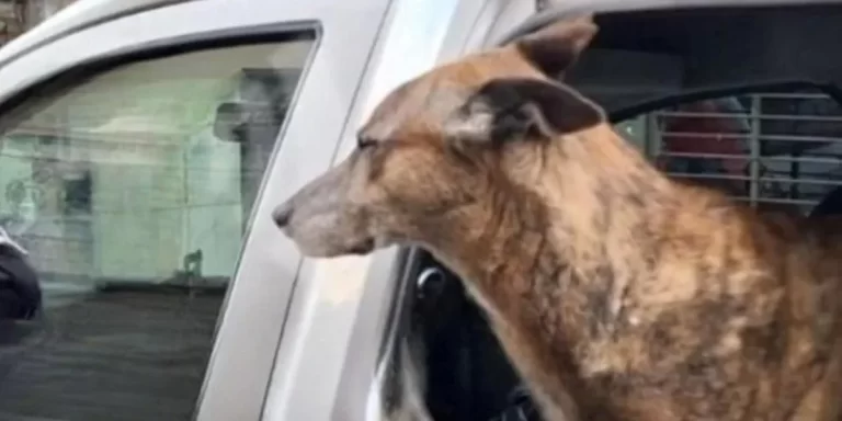 Rosario: Otra vez dejaron a un perro encerrado en un auto pero la policía pudo rescatarlo