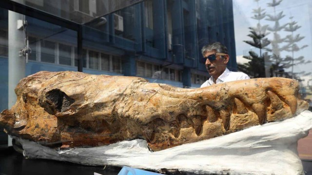 “Abuelo del tiburón blanco”: presentaron fósil de 9 millones de años de antigüedad