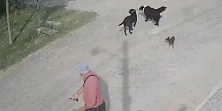 Maltrato animal: un hombre fue detenido por matar a un perro de una puñalada