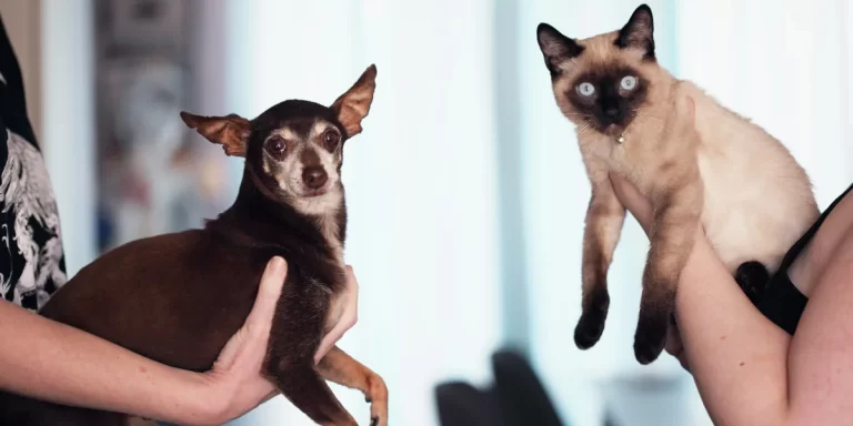 Golpes de calor: ¿Cómo proteger a los perros y gatos?