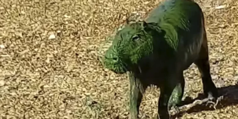 Preocupación en Entre Ríos por carpinchos teñidos de verde y la posible presencia de cianobacterias