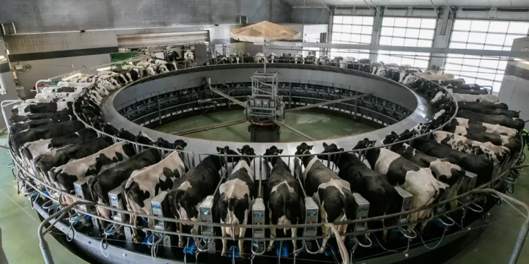 Veganismo: una guía para conocer los fundamentos de esta alimentación