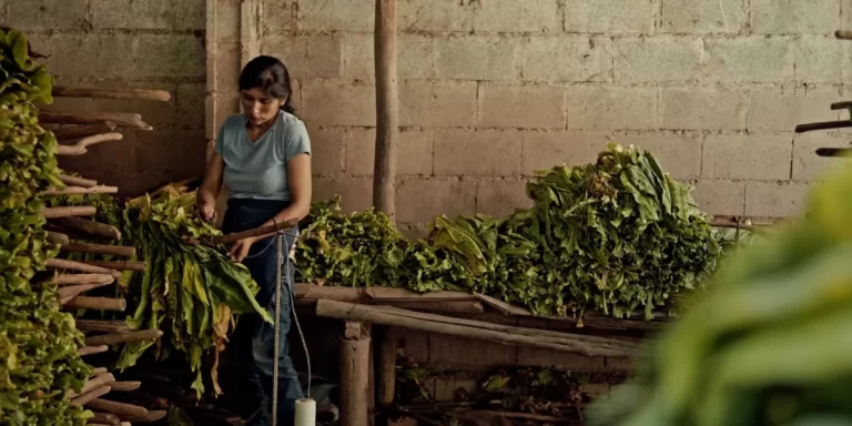 “Wacay”: llega un documental sobre las mujeres del tabacal
