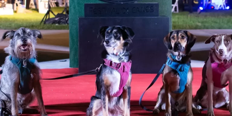 Vuelve el Festival de Canes: tercera edición del encuentro entre cine y perros
