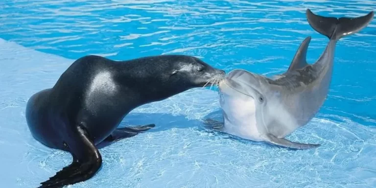 Piden que los animales del Aquarium de Mar del Plata sean llevados a santuarios
