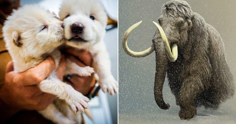 Del lobo terrible al mamut lanudo: ¿se pueden “resucitar” especies extinguidas en un mundo tan diferente al de 12.500 años?