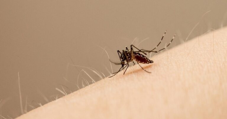 Confirmaron la primera muerte por dengue en Santa Fe y advirtieron por un aumento en los casos