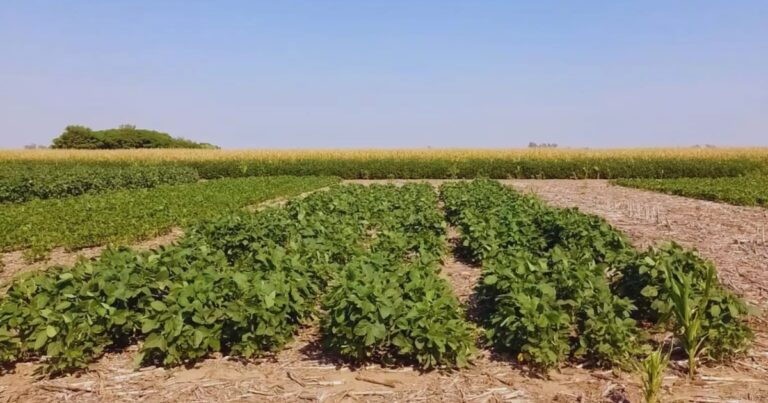 Innovación en biofertilizante promete elevar un 6% la productividad de la soja