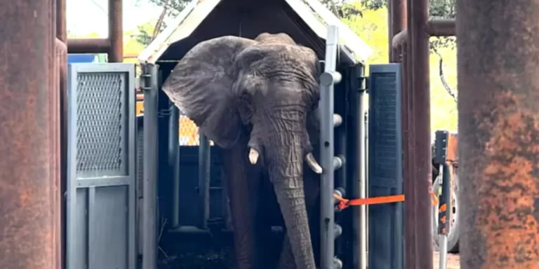 La elefanta Pupy, que habitaba el ecoparque de CABA, fue trasladada a su nuevo hogar en un santuario en Brasil