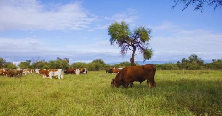 Buffel grass: una pastura estratégica para sumar forraje y recuperar suelos