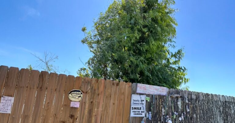 El “Árbol Milagroso” de Texas: un símbolo de esperanza que se ha vuelto viral en TikTok