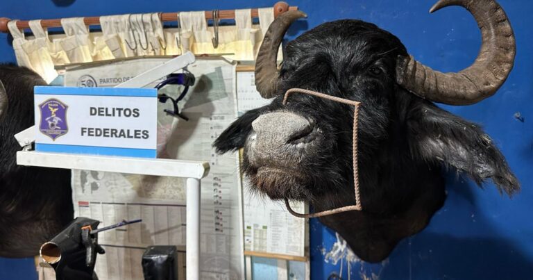 Allanaron un taller clandestino en Berazategui y secuestraron animales exóticos embalsamados