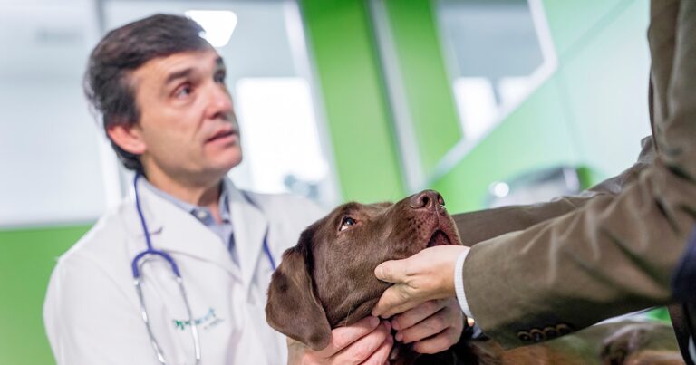 Día Mundial del Veterinario: el rol de los guardianes del bienestar y la salud animal