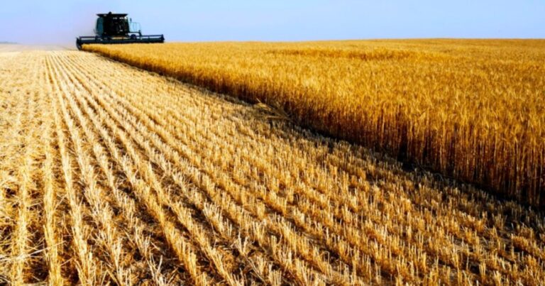 Estabilidad climática beneficia el avance de la cosecha