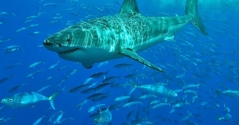 El enigma del “White Shark Café”, el misterioso destino de los tiburones blancos en el Pacífico