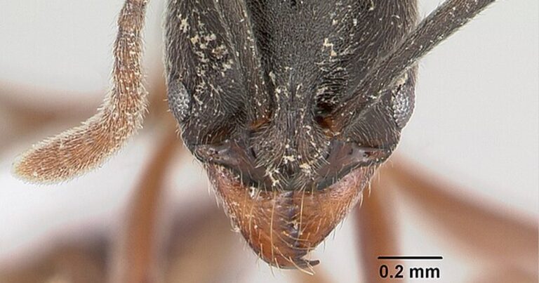 Esta peligrosa especie invasora proveniente de Asia pone en alerta a EEUU por producir anafilaxia