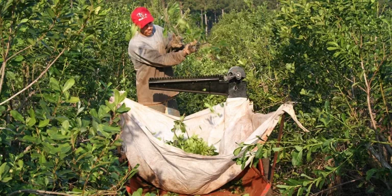 La cosecha de yerba mate cayó a mínimos históricos y crece la preocupación por la crisis del sector