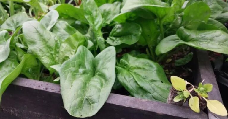 Cultivar en Tierra del Fuego: claves para producir en condiciones extremas