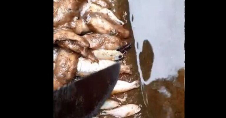 Alarma en Yariguarenda: mortandad de peces y ranas en la quebrada genera gran preocupación en la zona