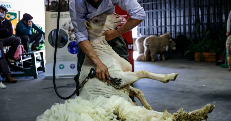 Creció la exportación de lana argentina