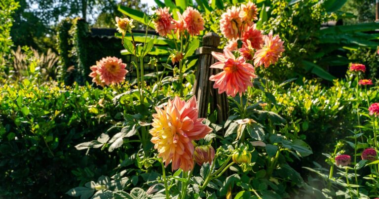 Los secretos de una experta para mantener el jardín florecido durante todo el año