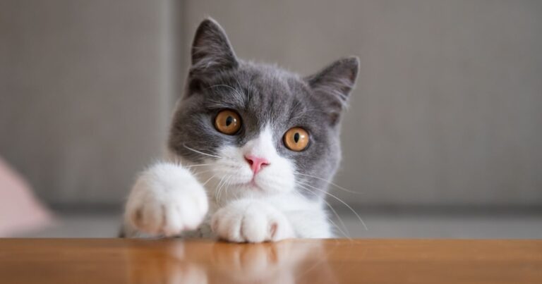 Cómo lograr una alimentación para gatos más variada y nutritiva