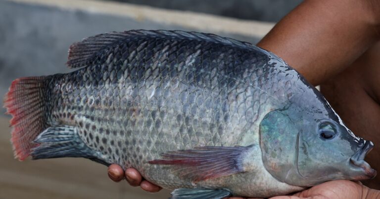 La sorprendente conversión de los residuos de pescado en antioxidantes naturales