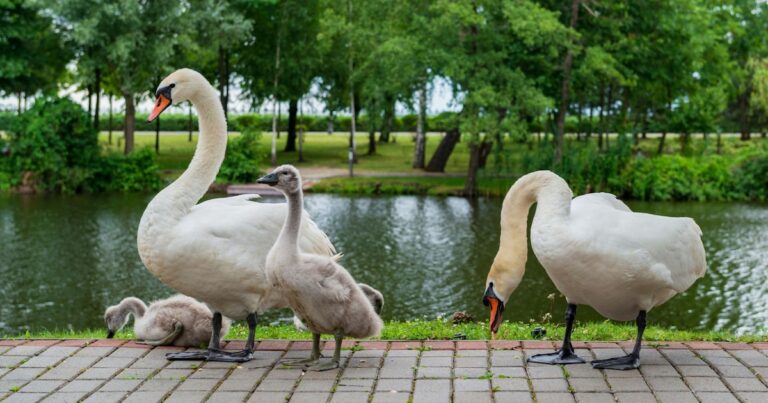 Cuáles son las 9 acciones cotidianas para ayudar a las aves: desde reducir el uso de plásticos hasta controlar a los gatos