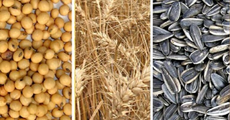 Récord histórico de área sembrada en Santa Fe