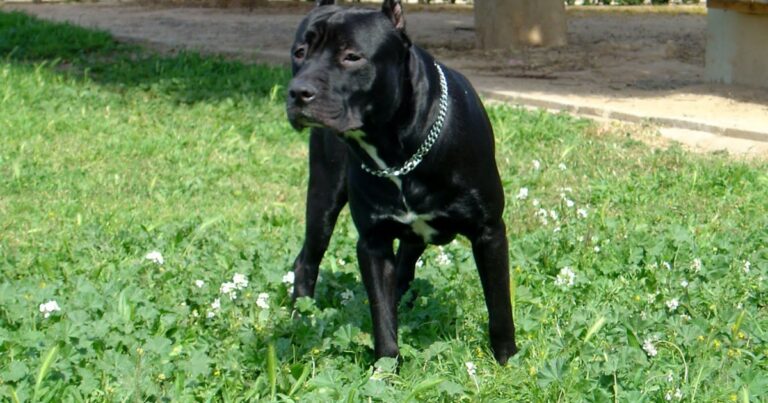 Un pitbull atacó a un delincuente cuando intentaba robar en una casa de Córdoba y terminó internado