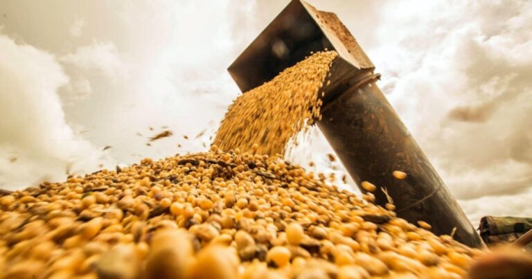 La producción de soja alcanzaría las 50 millones de toneladas
