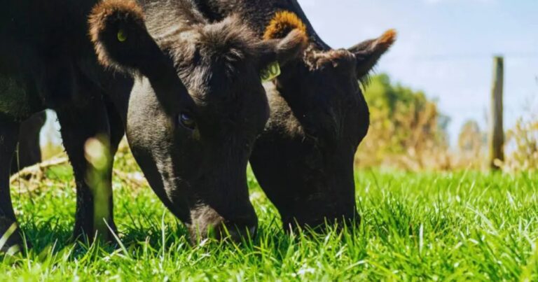 ¿Qué son las pasturas inteligentes? Una app transforma el manejo ganadero