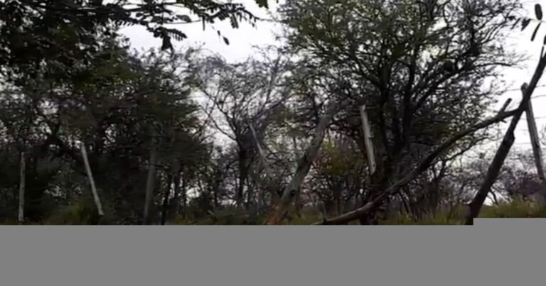 Peligro en la ruta 28: animales sueltos ponen en riesgo a conductores en Salta