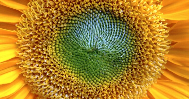 El pulso del agro en La Pampa: un abril desafiante