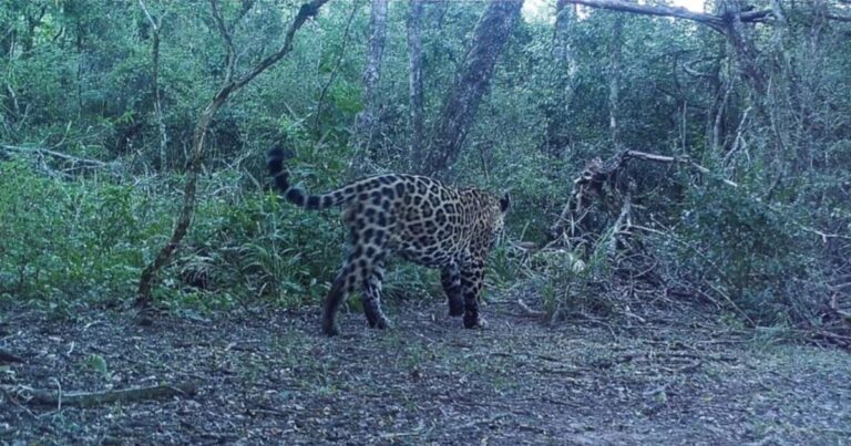 Registran un nuevo yaguareté en el Parque Nacional Río Pilcomayo