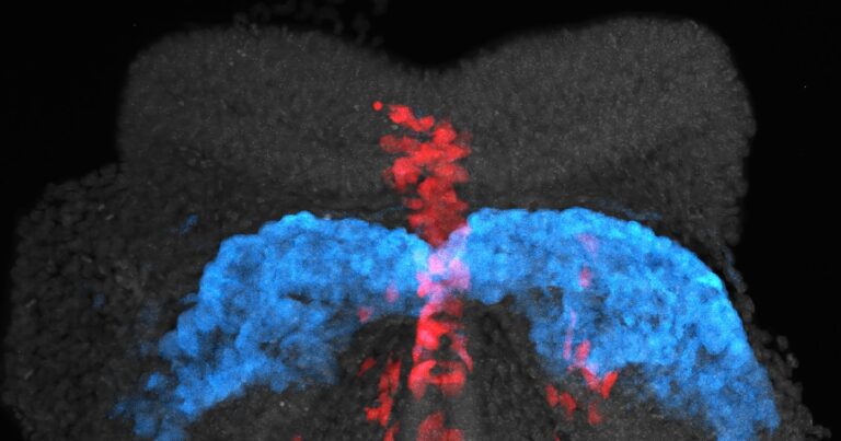 Capturan por primera vez cómo se inicia la formación del corazón: el sorprendente video