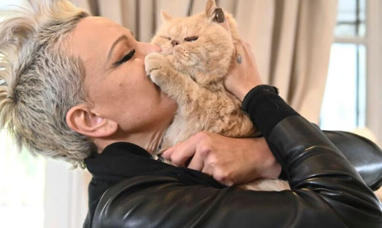 Daniela Cardone reveló cómo fueron las últimas horas de Garfield, su gato que mandó a embalsamar