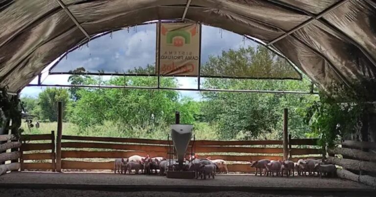 Innovación porcina: el futuro del engorde sostenible