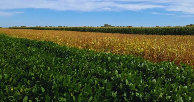 Rotar cultivos, la clave para suelos más saludables