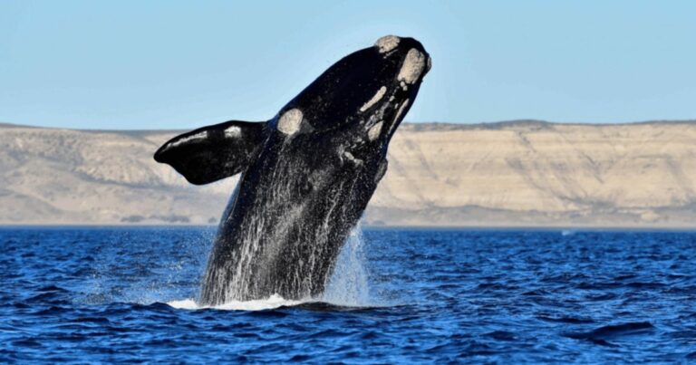 Las ballenas regresan a la costa de Río Negro