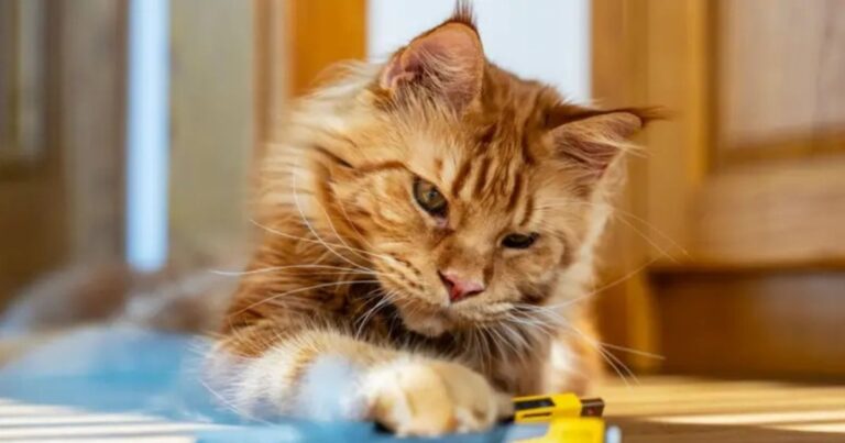 Resuelven el misterio genético detrás del color naranja en los gatos