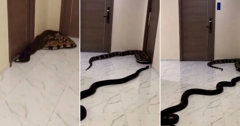 Un hombre soltó a dos serpientes en los pasillos de su edificio para vengarse de sus vecinos molestos