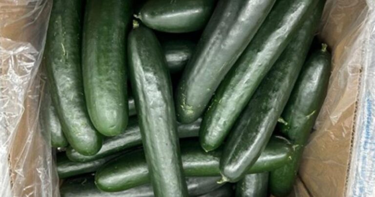 Alarma por brote de salmonela vinculado a pepinos cultivados en Florida; van nueve personas hospitalizadas