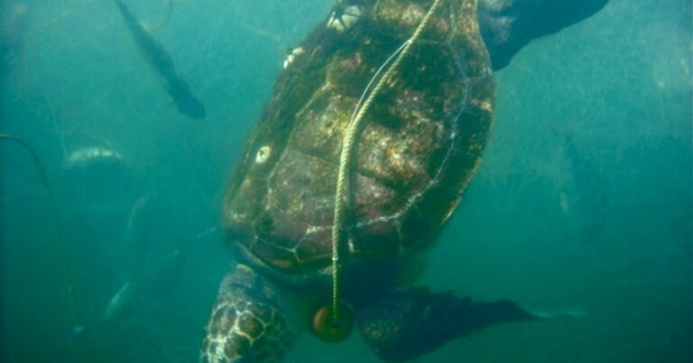La pesca de arrastre bajo observación: especialistas alertaron sobre su impacto en los ecosistemas marinos