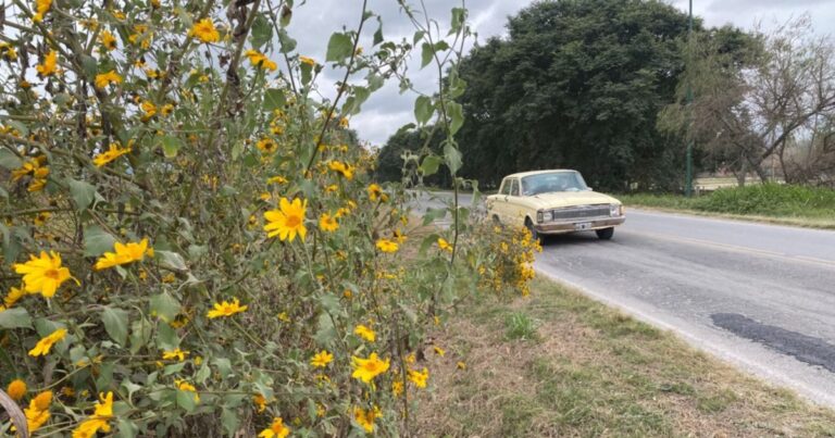 Pasto cubano: una bomba de tiempo que avanza sin control