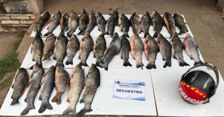 Secuestran 33 sábalos durante operativos de control en El Galpón