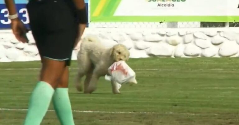 Divertido momento en la Serie B: un perro interrumpió el partido entre Gualaceo y Vinotinto