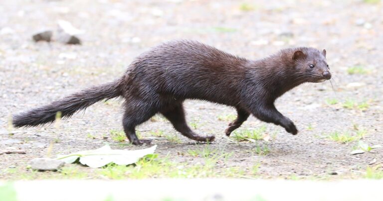 Una especie exótica amenaza la biodiversidad en la Patagonia y preocupa a los científicos
