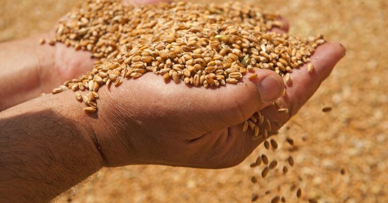 Comenzó la siembra de trigo